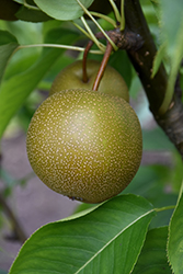 Shinko Asian Pear (Pyrus pyrifolia 'Shinko') at Ward's Nursery & Garden Center