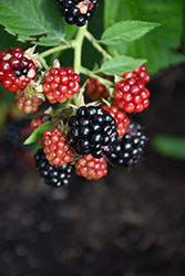 Chester Thornless Blackberry (Rubus 'Chester') at Ward's Nursery & Garden Center