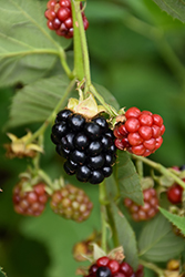 Triple Crown Blackberry (Rubus 'Triple Crown') at Ward's Nursery & Garden Center