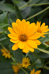 False Sunflower (Heliopsis helianthoides) at Ward's Nursery & Garden Center
