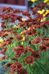 Mariachi Siesta Sneezeweed (Helenium autumnale 'Siesta') at Ward's Nursery & Garden Center