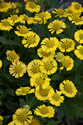 Mariachi Sombrero Sneezeweed (Helenium autumnale 'Sombrero') at Ward's Nursery & Garden Center