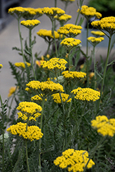 Coronation Gold Yarrow (Achillea 'Coronation Gold') at Ward's Nursery & Garden Center