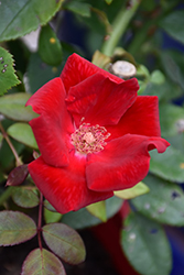 Winner's Circle Rose (Rosa 'Radwin') at Ward's Nursery & Garden Center