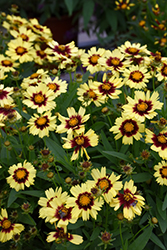 UpTick Yellow and Red Tickseed (Coreopsis 'Baluptowed') at Ward's Nursery & Garden Center