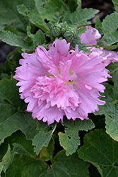 Spring Celebrities Pink Hollyhock (Alcea rosea 'Spring Celebrities Pink') at Ward's Nursery & Garden Center