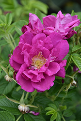 Purple Pavement Rose (Rosa 'Purple Pavement') at Ward's Nursery & Garden Center