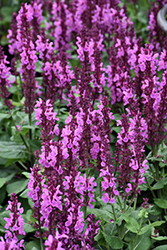 Rose Marvel Meadow Sage (Salvia nemorosa 'Rose Marvel') at Ward's Nursery & Garden Center