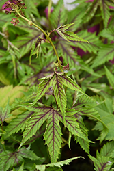 Red Umbrellas Meadowsweet (Filipendula 'Red Umbrellas') at Ward's Nursery & Garden Center