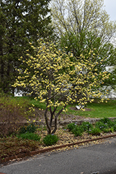 Butterflies Magnolia (Magnolia 'Butterflies') at Ward's Nursery & Garden Center