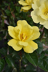 Grace N' Grit Yellow Rose (Rosa 'Radmonyel') at Ward's Nursery & Garden Center