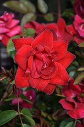 Grace N' Grit Red Rose (Rosa 'Meizygglie') at Ward's Nursery & Garden Center