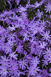 Bedazzled Lavender Phlox (Phlox 'Bedazzled Lavender') at Ward's Nursery & Garden Center