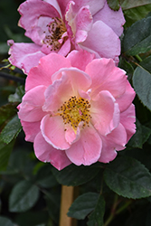 Fruity Petals Rose (Rosa 'Radpetals') at Ward's Nursery & Garden Center