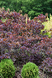 Velveteeny Purple Smokebush (Cotinus coggygria 'Cotsidh5') at Ward's Nursery & Garden Center