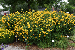 Burning Hearts False Sunflower (Heliopsis helianthoides 'Burning Hearts') at Ward's Nursery & Garden Center