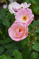 Peachy Knock Out Rose (Rosa 'Radgor') at Ward's Nursery & Garden Center