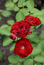 Cherry Frost Rose (Rosa 'Overedclimb') at Ward's Nursery & Garden Center
