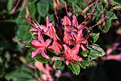 Millennium Azalea (Rhododendron 'Millennium') at Ward's Nursery & Garden Center