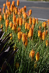 Poco Orange Torchlily (Kniphofia 'Poco Orange') at Ward's Nursery & Garden Center