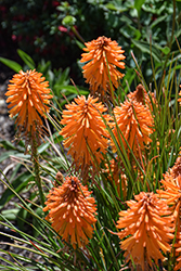 Poco Orange Torchlily (Kniphofia 'Poco Orange') at Ward's Nursery & Garden Center