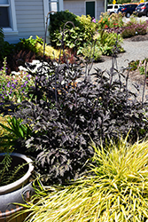 Black Negligee Bugbane (Actaea racemosa 'Black Negligee') at Ward's Nursery & Garden Center