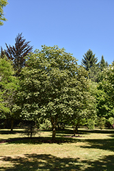 Ruby Red Horse Chestnut (Aesculus x carnea 'Briotti') at Ward's Nursery & Garden Center