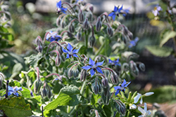 Borage (Borago officinalis) at Ward's Nursery & Garden Center