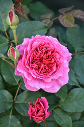 Gabriel Oak Rose (Rosa 'AUScrowd') at Ward's Nursery & Garden Center