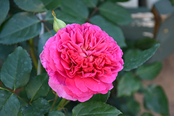 Gabriel Oak Rose (Rosa 'AUScrowd') at Ward's Nursery & Garden Center