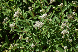 New Jersey Tea (Ceanothus americanus) at Ward's Nursery & Garden Center