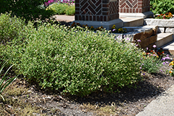 New Jersey Tea (Ceanothus americanus) at Ward's Nursery & Garden Center