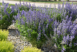 Blue Wild Indigo (Baptisia australis) at Ward's Nursery & Garden Center