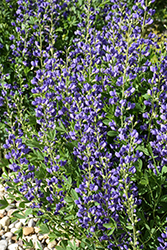 Blue Wild Indigo (Baptisia australis) at Ward's Nursery & Garden Center