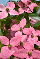 Scarlet Fire Flowering Dogwood (Cornus kousa 'Rutpink') at Ward's Nursery & Garden Center