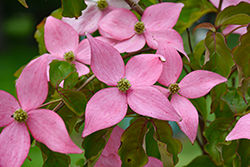 Scarlet Fire Flowering Dogwood (Cornus kousa 'Rutpink') at Ward's Nursery & Garden Center