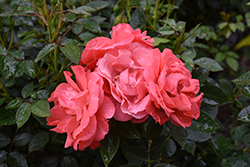 First Editions Patriot Dream Rose (Rosa 'BAIdre') at Ward's Nursery & Garden Center