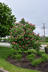 Fort McNair Red Horse Chestnut (Aesculus x carnea 'Fort McNair') at Ward's Nursery & Garden Center