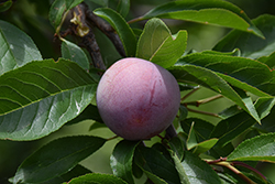 Methley Plum (Prunus salicina 'Methley') at Ward's Nursery & Garden Center