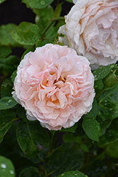 Emily Brontë Rose (Rosa 'AUSearnshaw') at Ward's Nursery & Garden Center