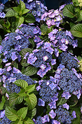 Pop Star Hydrangea (Hydrangea macrophylla 'BAILMACSIX') at Ward's Nursery & Garden Center